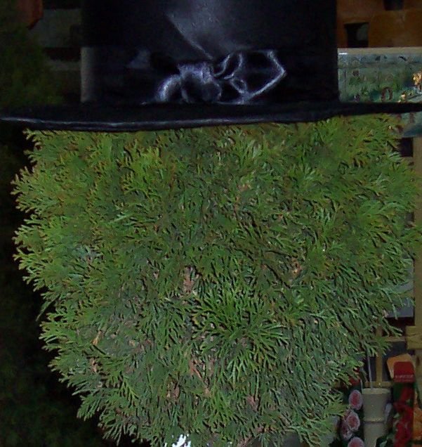 ARBUSTI ORNAMENTALI-TOPIARY